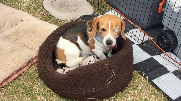 beagle