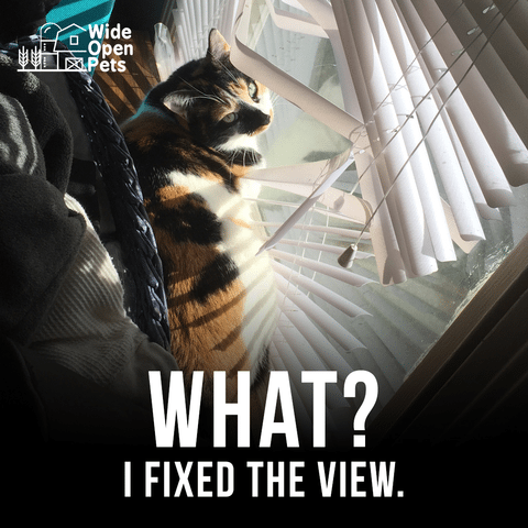 cat in blinds