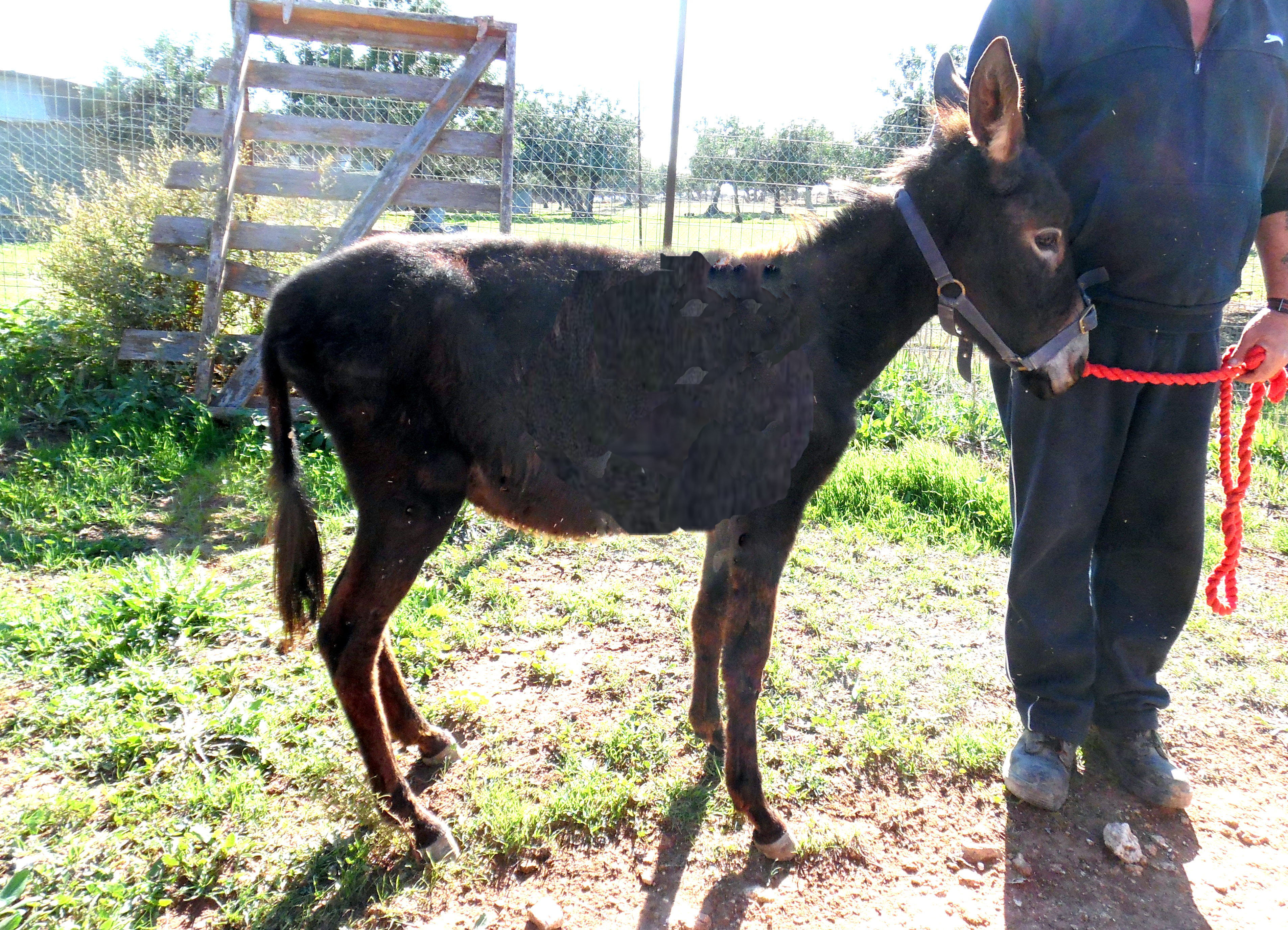 donkey