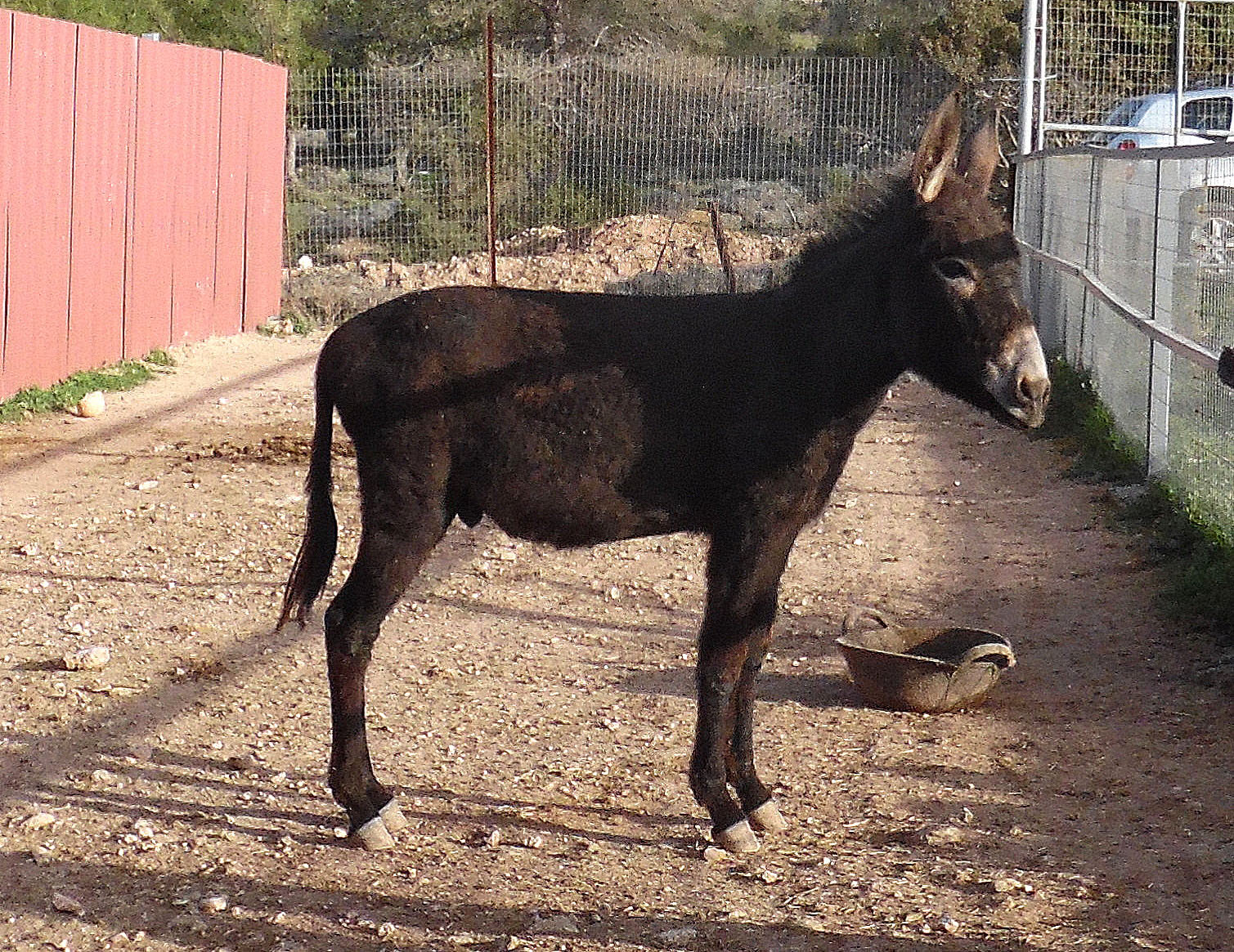 donkey