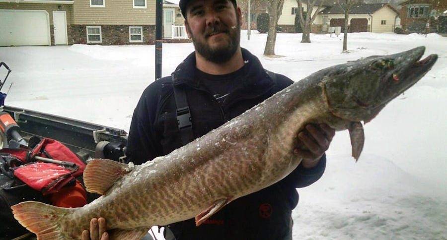 North Dakota muskie