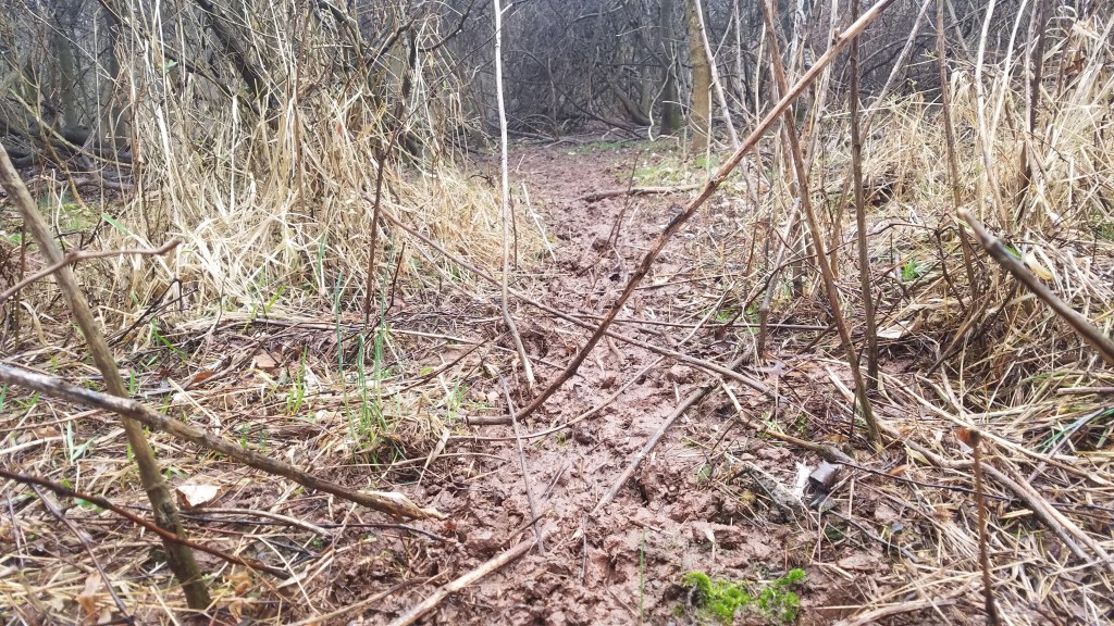 shed antler hunting