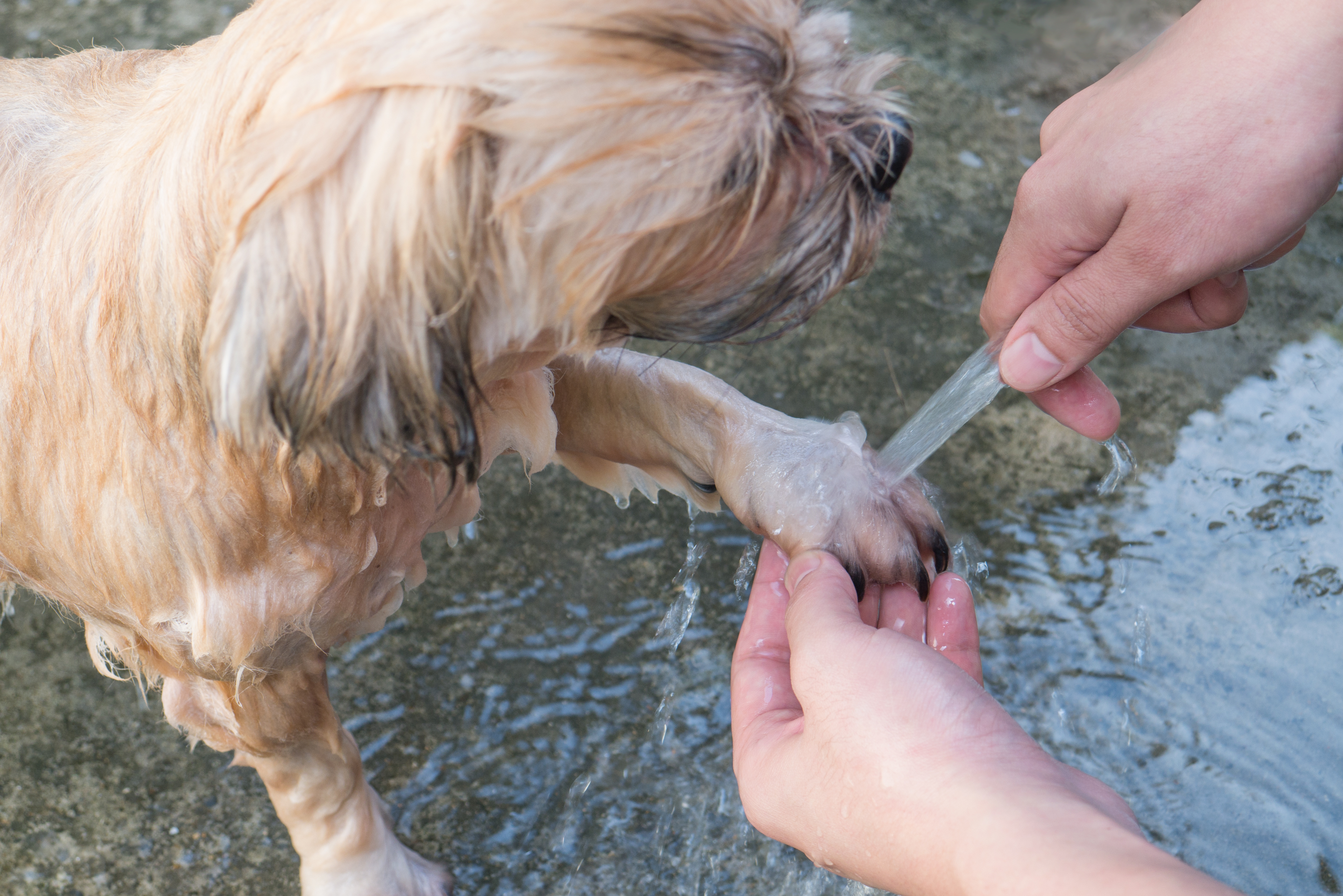 Hybrid dog bathing and grooming by owner