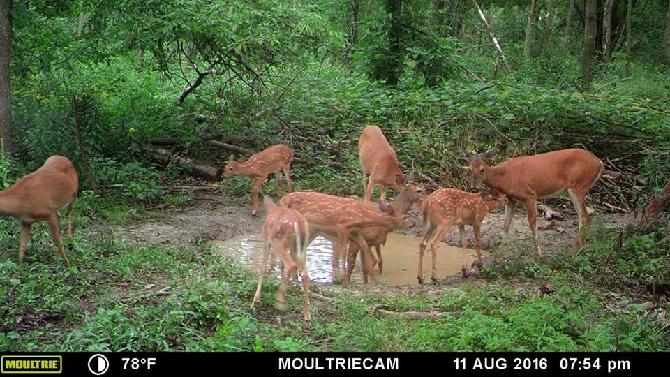 Trail Cam Tuesday