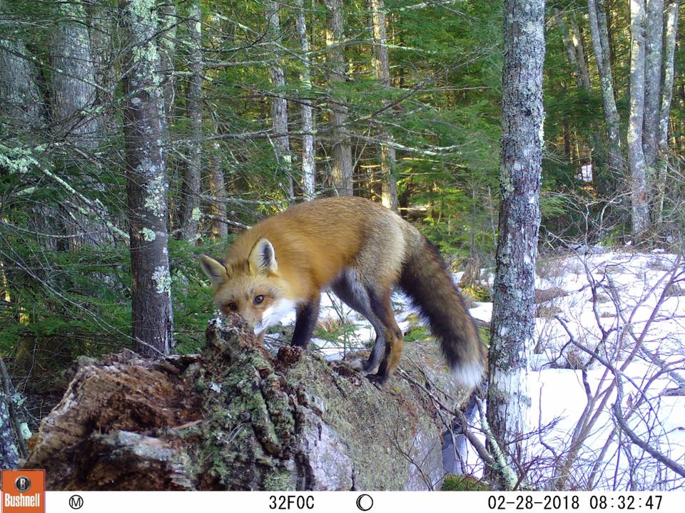 Trail Cam Tuesday