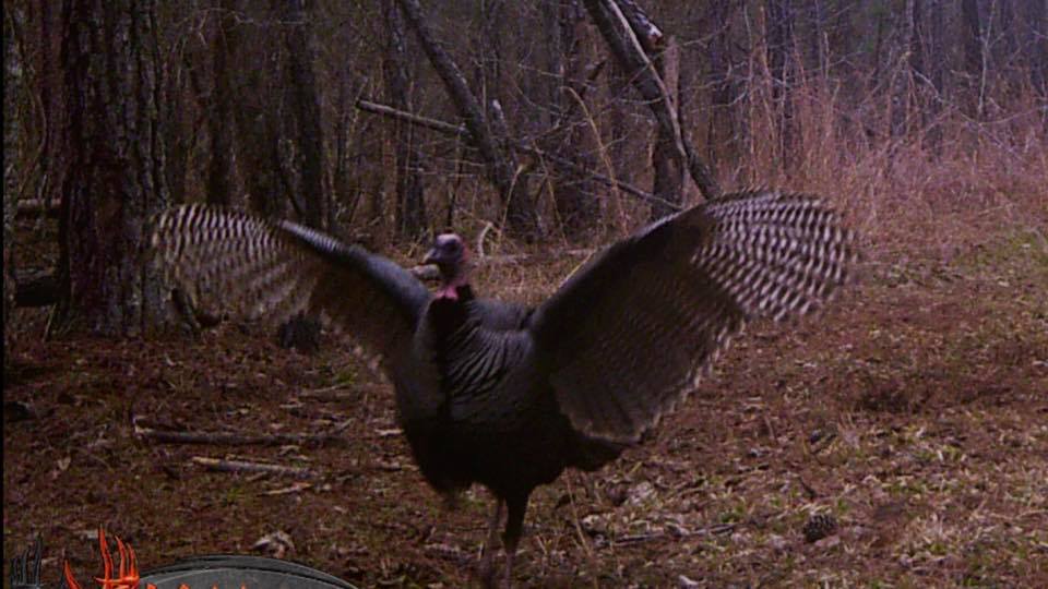 Trail Cam Tuesday