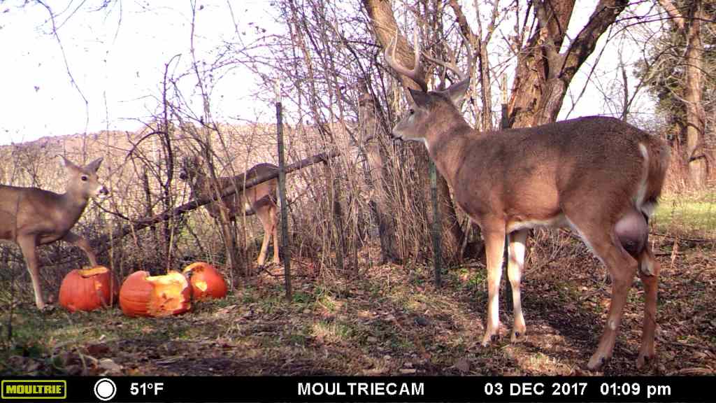 Trail Cam Tuesday