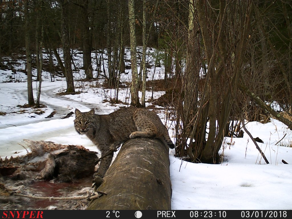 Trail Cam Tuesday