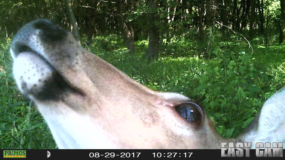 Trail Cam Tuesday