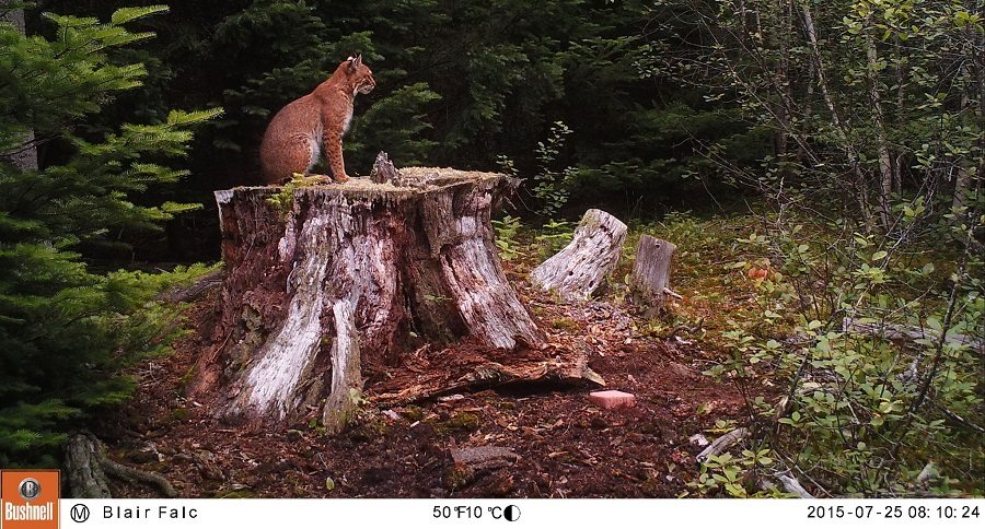 Trail Cam Tuesday