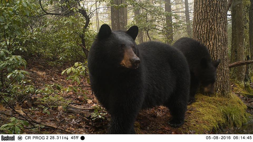 Trail Cam Tuesday
