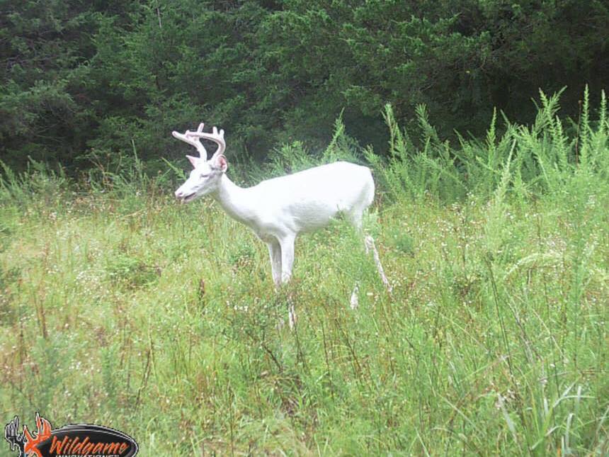 Trail Cam Tuesday