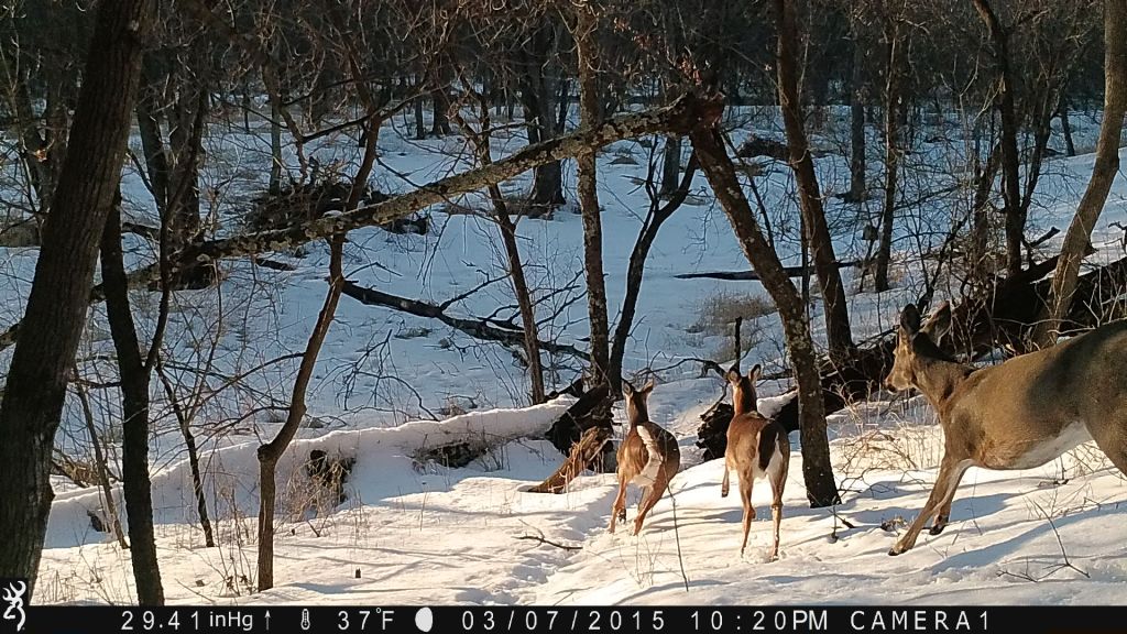 Trail Cam Tuesday