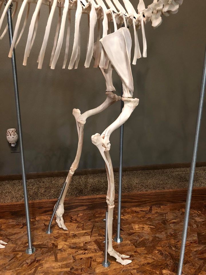 deer skeleton