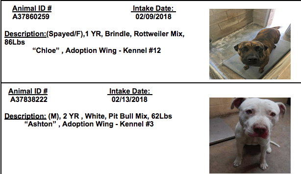 shelter dogs