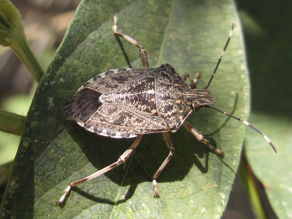 By Ton Rulkens, CC BY-SA 2.0, https://commons.wikimedia.org/w/index.php?curid=21929075