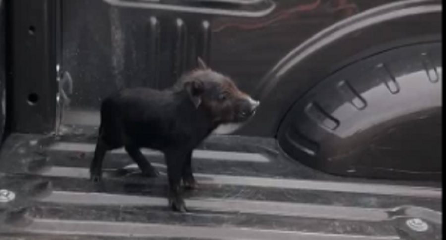 little pig that is just as mean