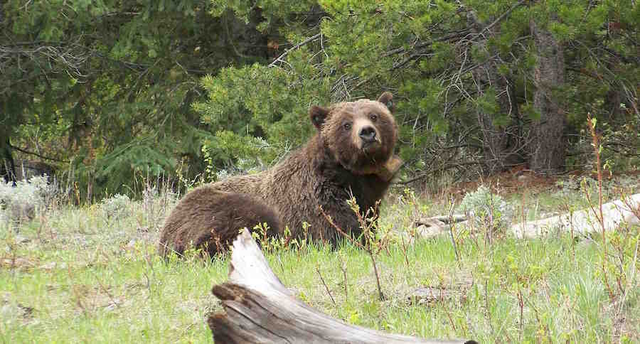 Will There Be A 2018 Wyoming Grizzly Bear Hunt?