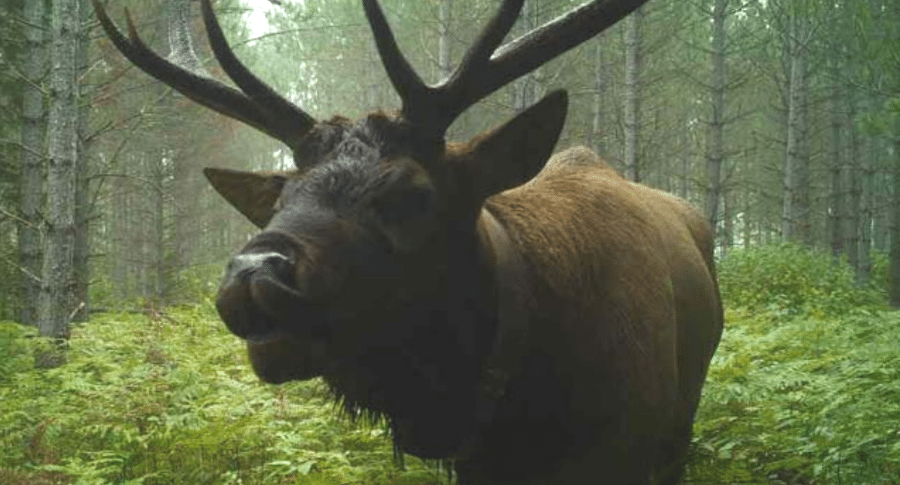 elk hunt