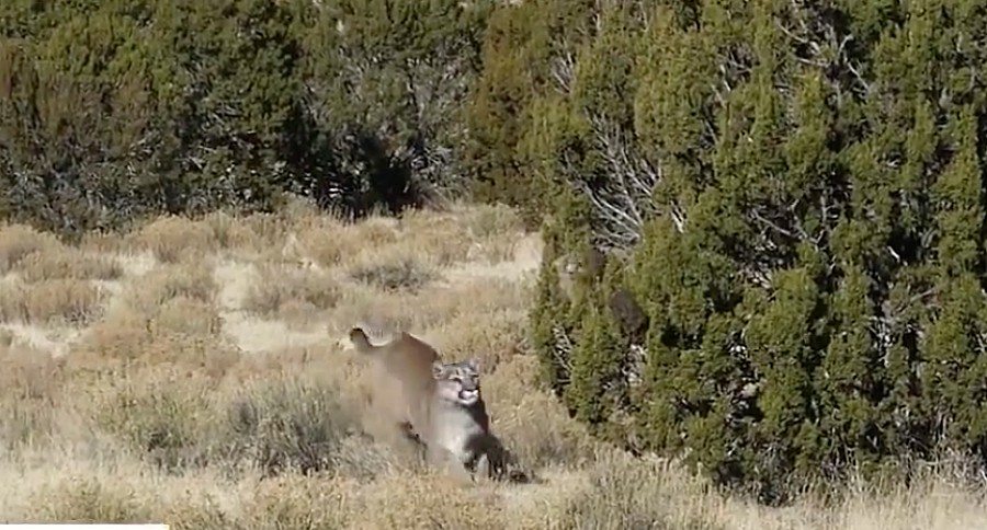 mountain lion
