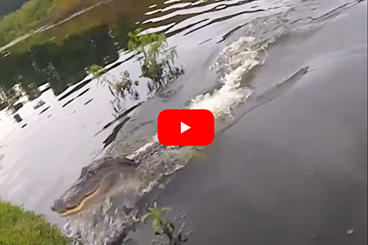 Florida Bass