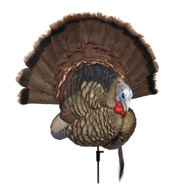 trophy tom turkey reaping 2018