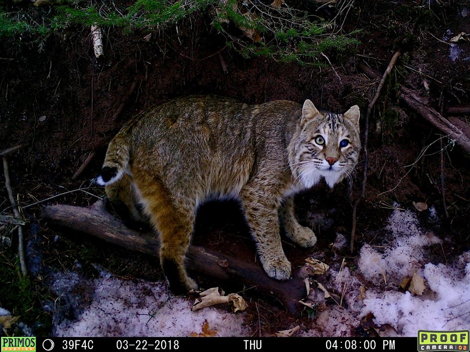 Trail Cam Tuesday