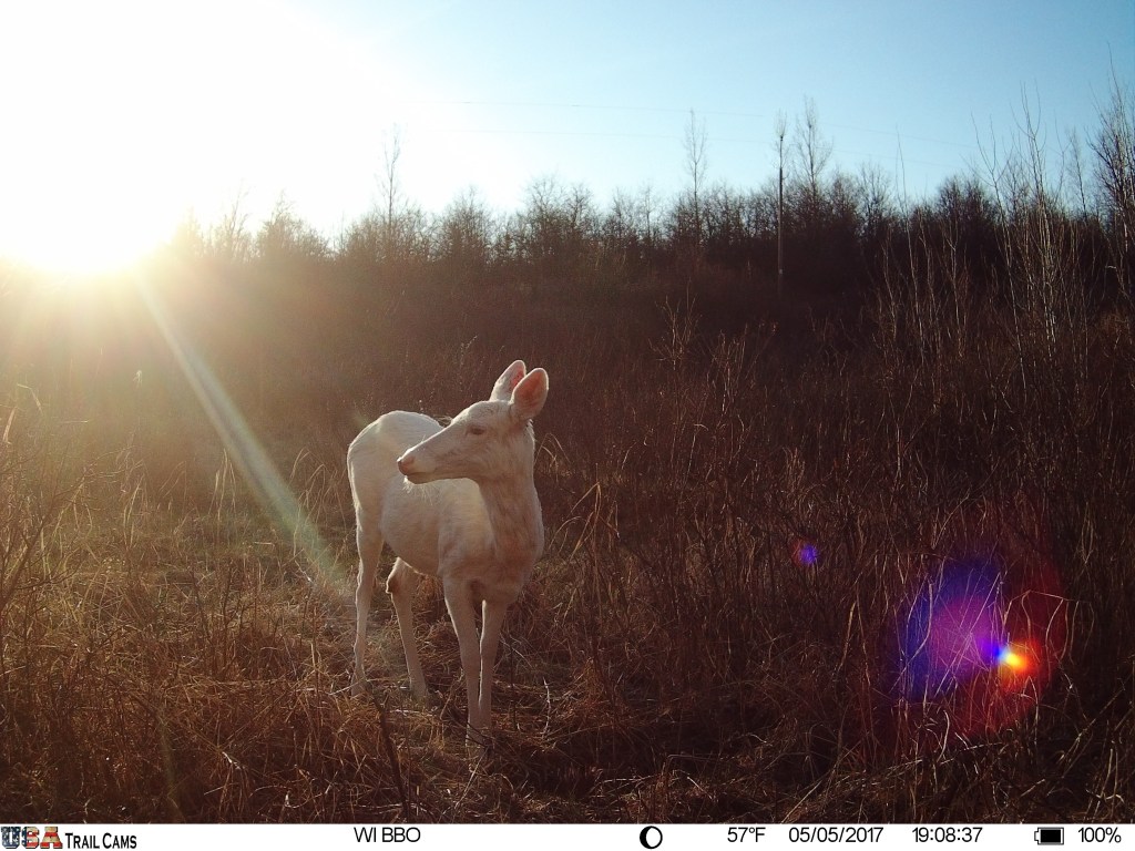 Trail Cam Tuesday