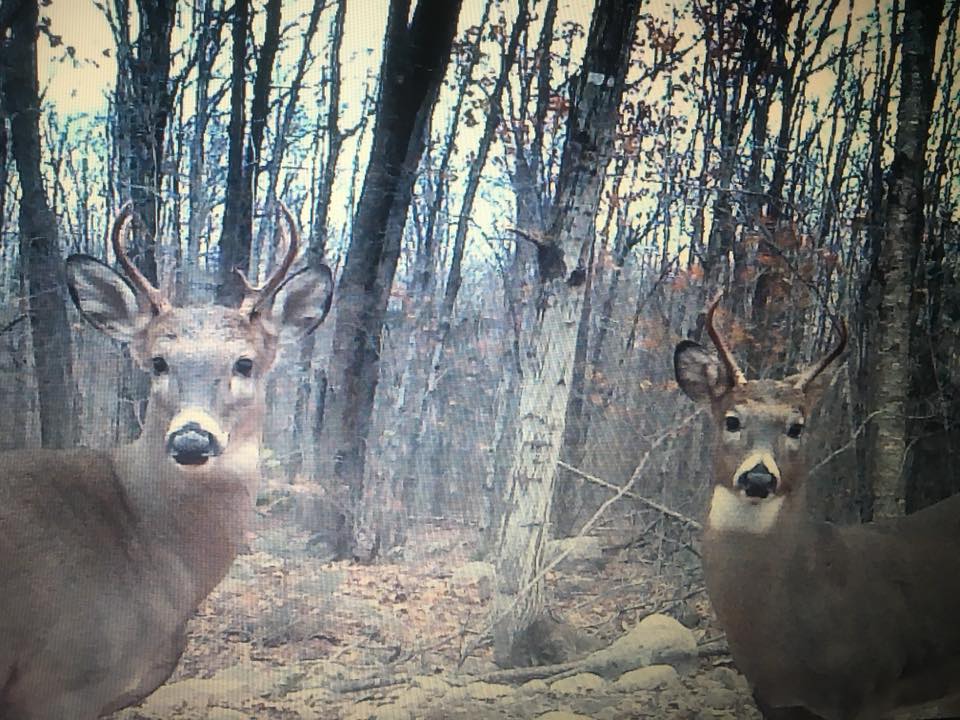 Trail Cam Tuesday