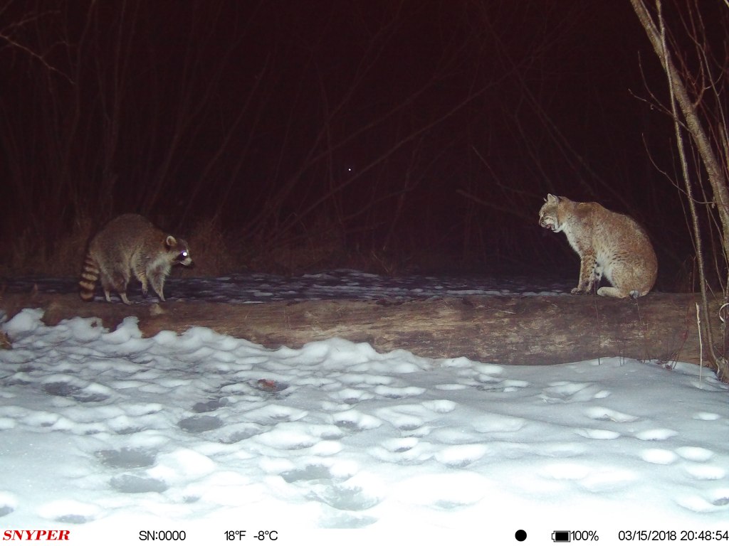 Trail Cam Tuesday