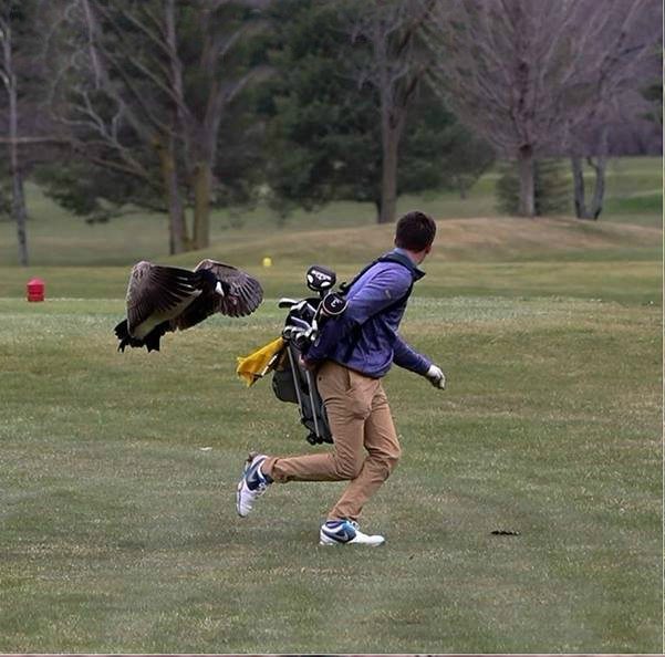 goose