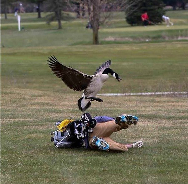 goose