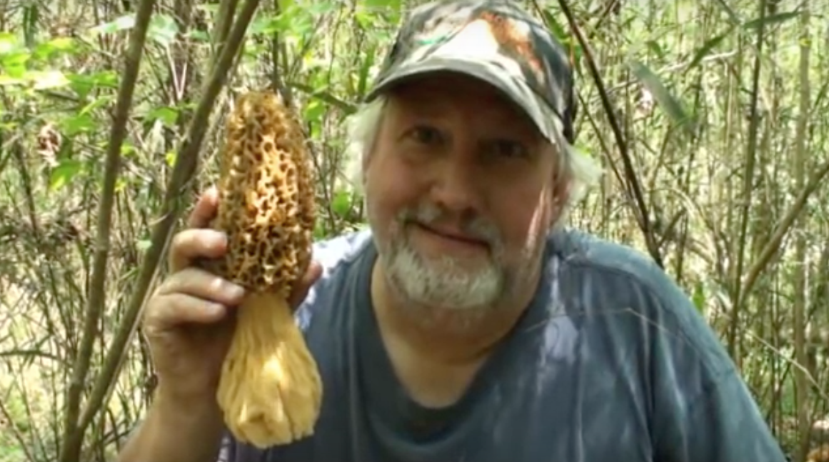 giant morel mushrooms