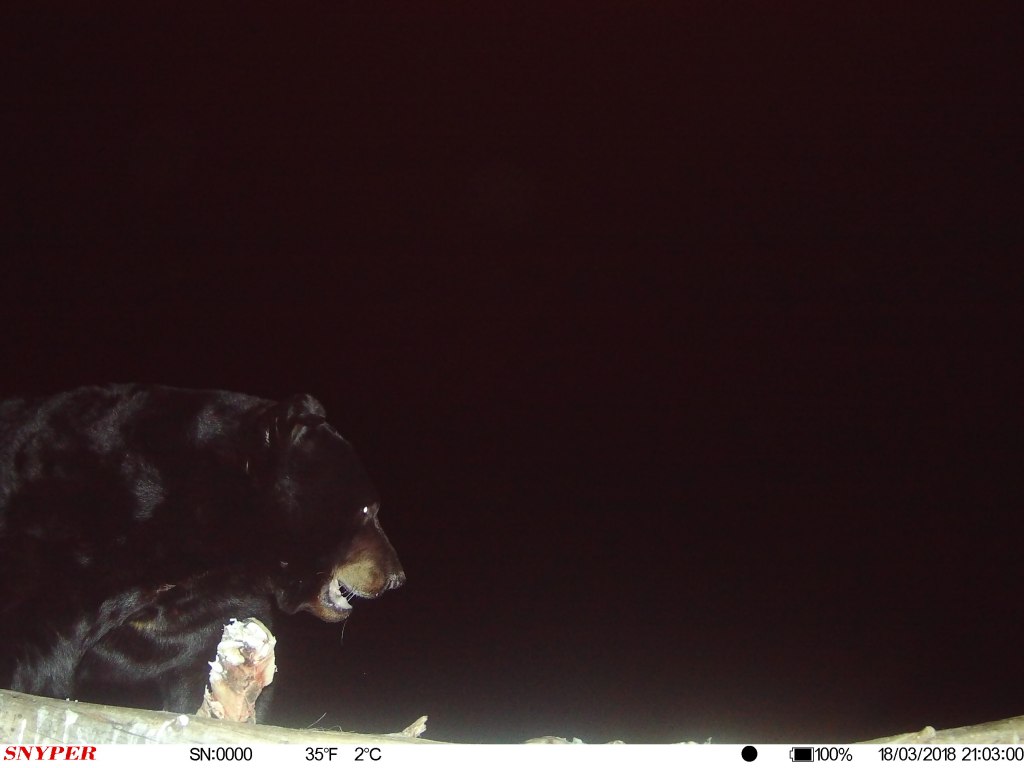 Trail Cam Tuesday