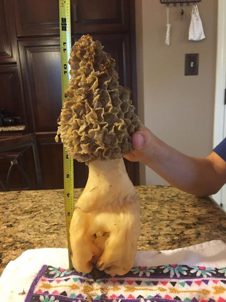 giant morel mushrooms