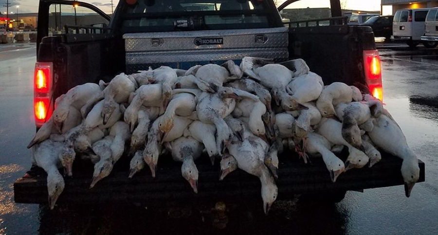 snow geese
