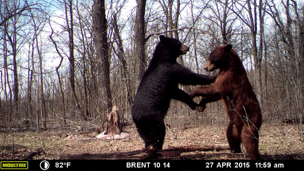 Trail Cam Tuesday