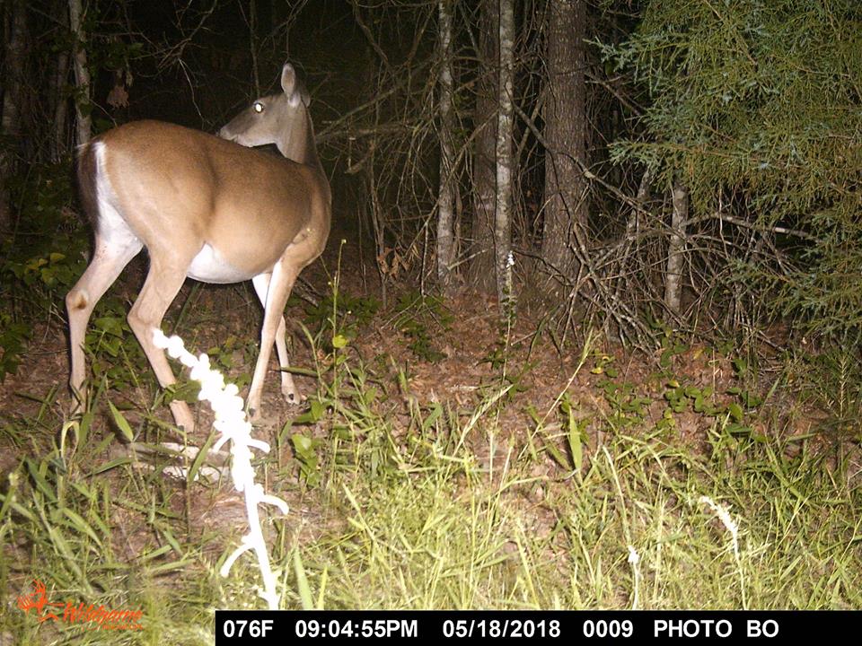 Trail Cam Tuesday
