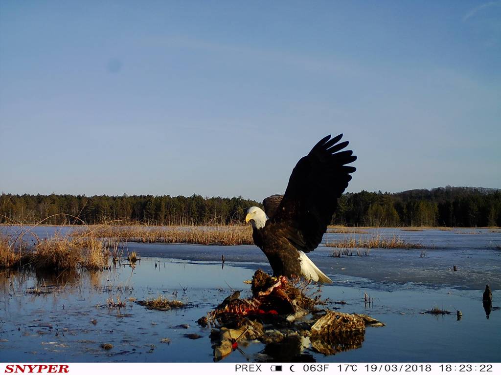 Trail Cam Tuesday
