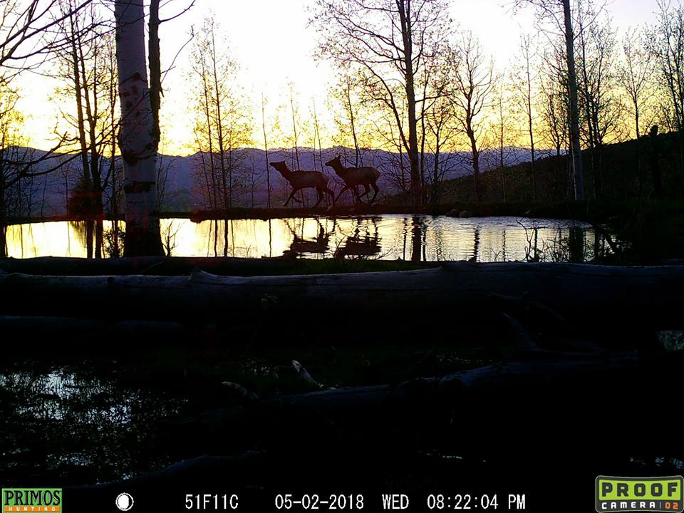Trail Cam Tuesday