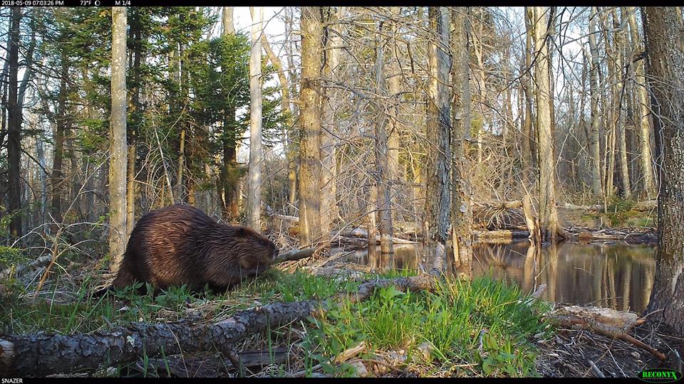 Trail Cam Tuesday