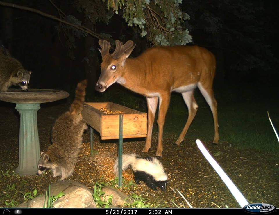 Trail Cam Tuesday