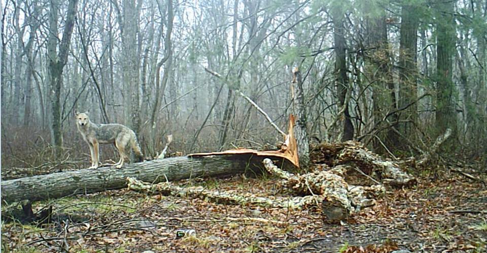 trail cam tuesday