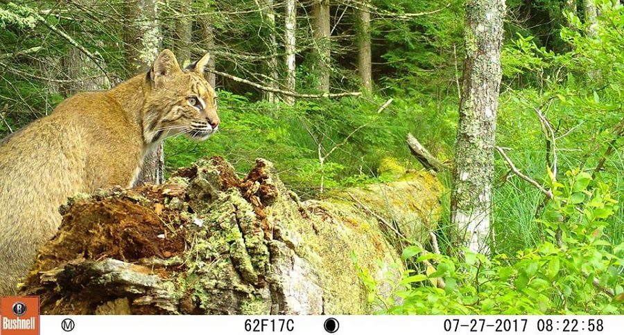 trail cam tuesday