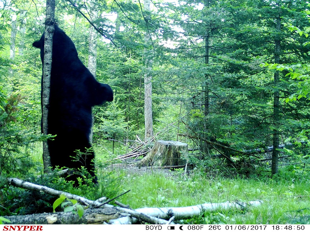 trail cam tuesday