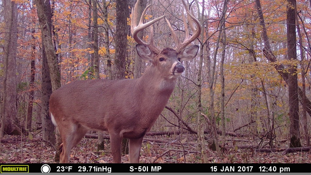 trail cam tuesday