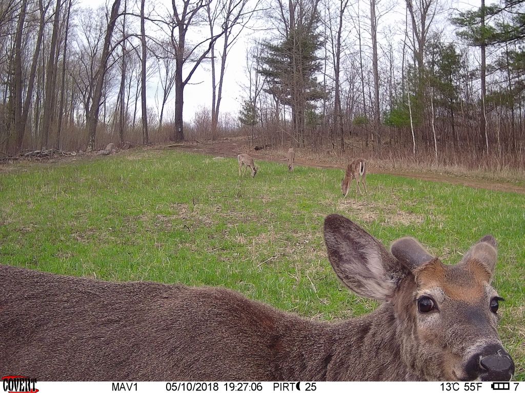 trail cam tuesday