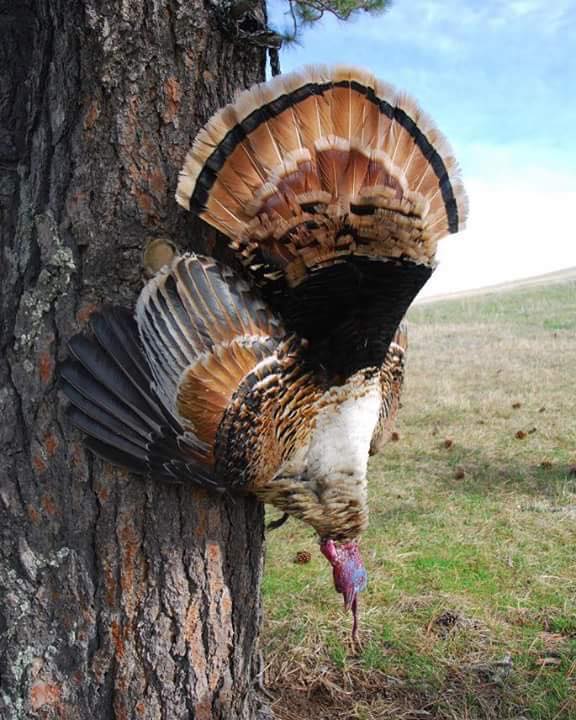 cinnamon color phase turkey