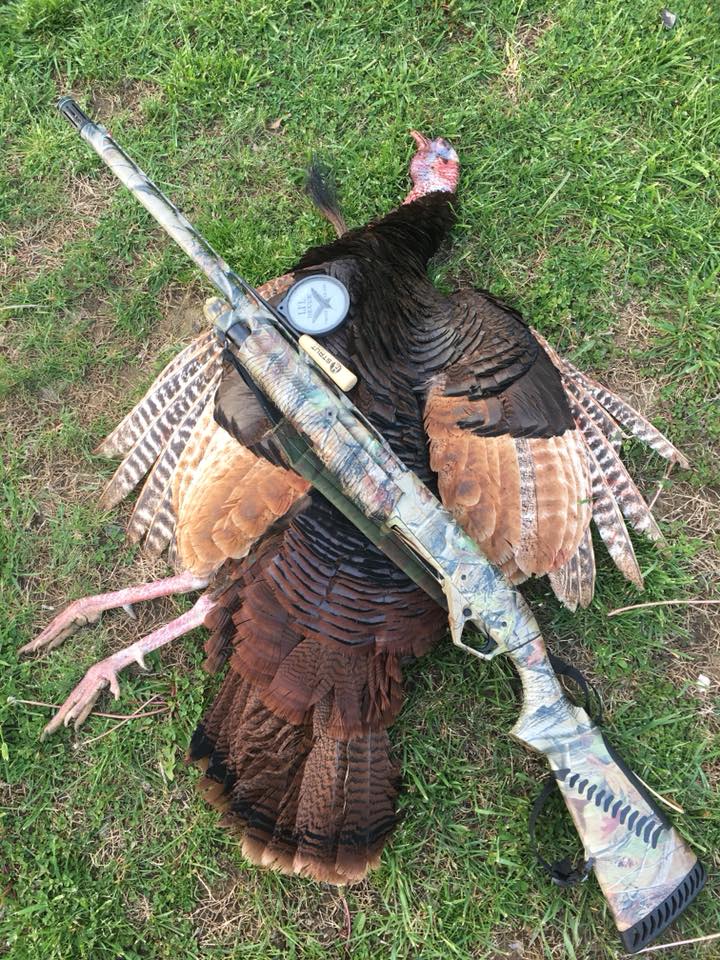 cinnamon color phase turkey
