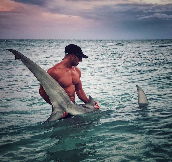 hammerhead shark